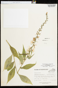 Campanulastrum americanum image