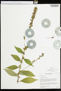 Campanulastrum americanum image