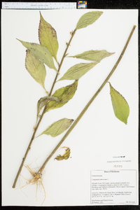 Campanulastrum americanum image