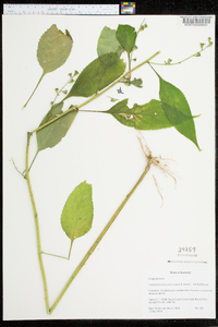 Campanulastrum americanum image