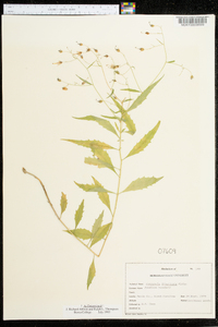 Campanula divaricata image