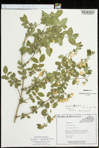 Lonicera × xylosteoides image