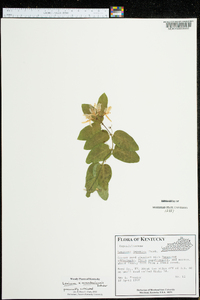 Lonicera x muendeniensis image