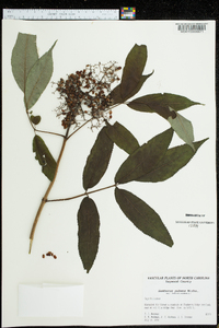 Sambucus racemosa subsp. racemosa image