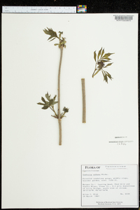 Sambucus racemosa subsp. racemosa image