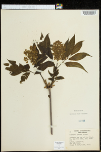 Sambucus racemosa subsp. racemosa image