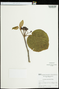 Viburnum lantanoides image