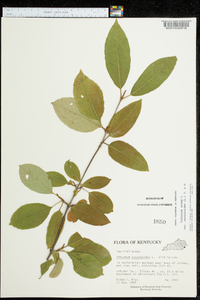 Viburnum cassinoides image