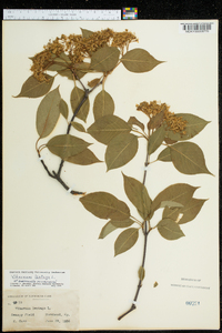 Viburnum lentago image