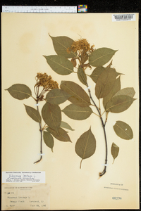 Viburnum lentago image