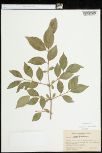 Viburnum lentago image