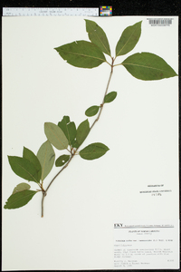 Viburnum cassinoides image