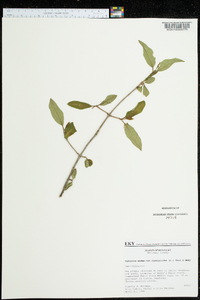 Viburnum cassinoides image