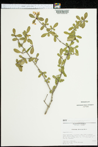 Viburnum obovatum image