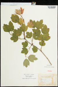 Viburnum opulus image