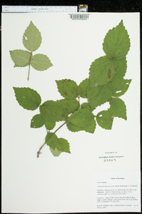 Viburnum rafinesqueanum image