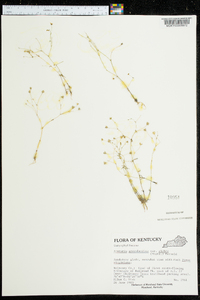 Arenaria groenlandica var. glabra image