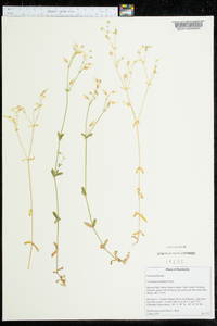 Cerastium pumilum image