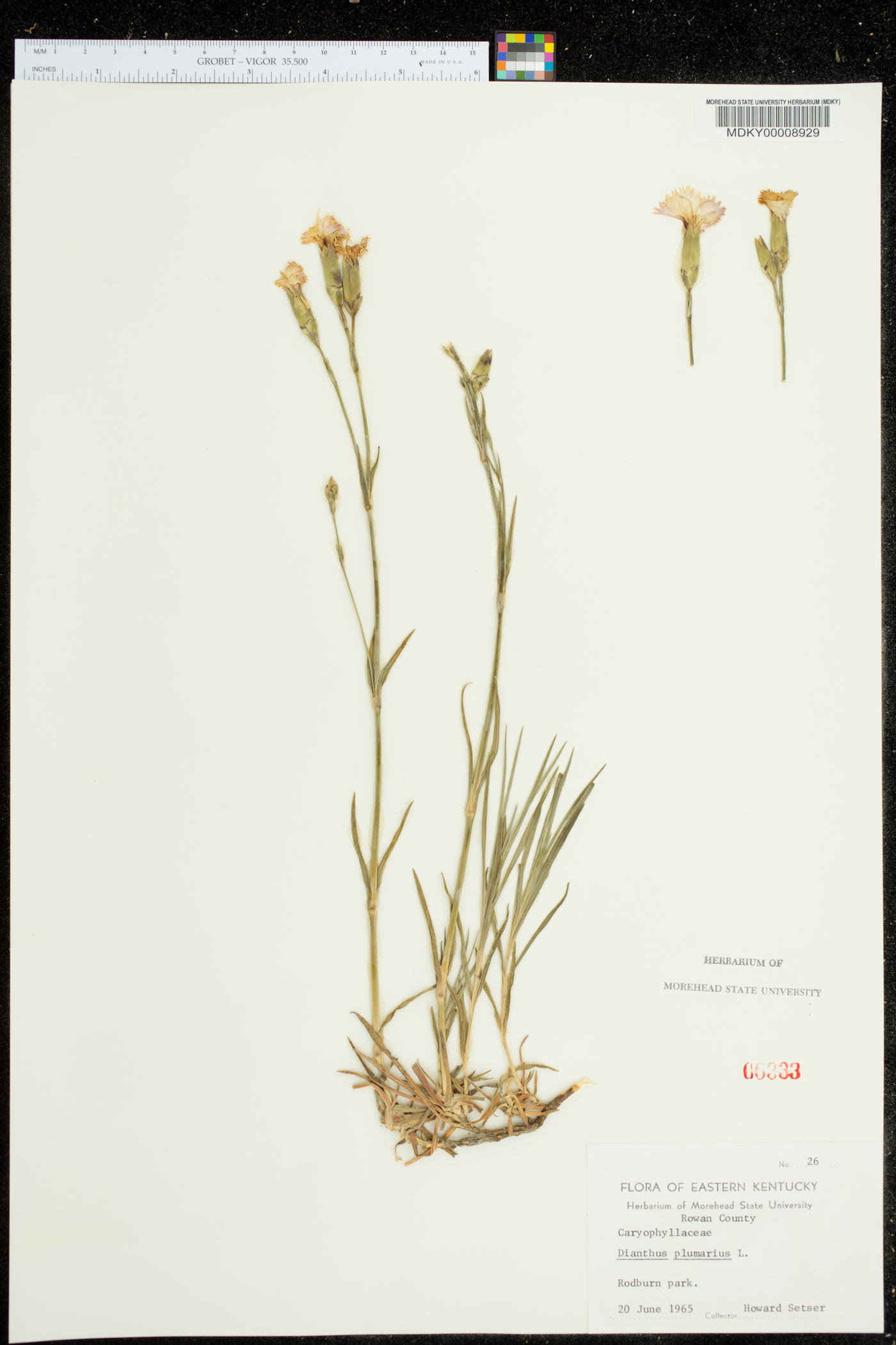 Dianthus plumarius image