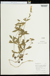 Silene noctiflora image