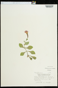 Silene rotundifolia image