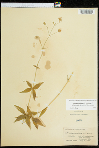 Silene stellata image