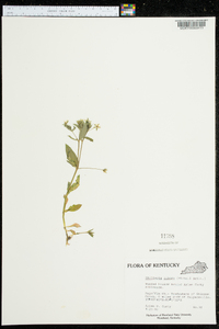 Stellaria pubera image
