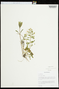 Stellaria pubera image