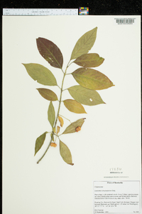 Euonymus atropurpureus image