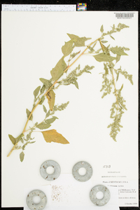 Chenopodium bushianum image