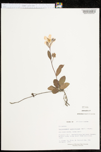 Helianthemum carolinianum image