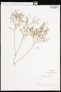 Lechea tenuifolia image