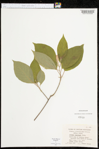 Clethra acuminata image