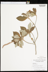 Clethra alnifolia image