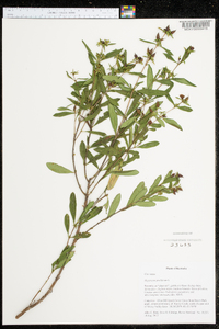 Hypericum prolificum image