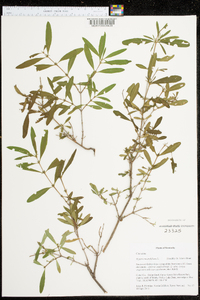 Hypericum prolificum image