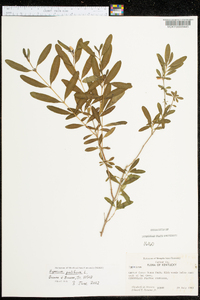 Hypericum prolificum image