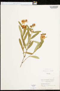 Hypericum prolificum image