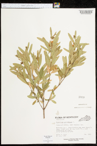 Hypericum prolificum image