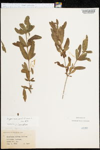 Hypericum prolificum image