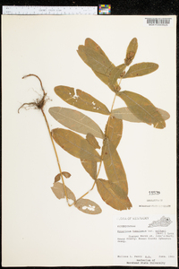 Hypericum tubulosum image