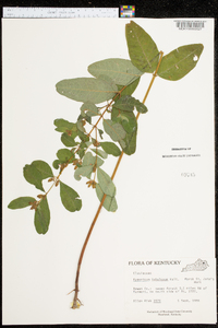 Hypericum tubulosum image