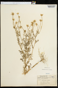 Anthemis cotula image