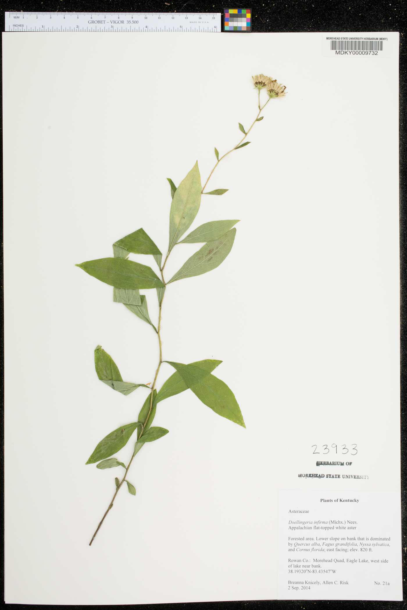 Doellingeria infirma image