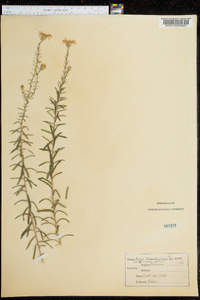 Ionactis linariifolia image