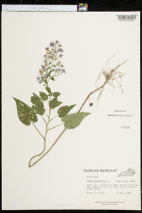 Symphyotrichum dumosum var. dumosum image