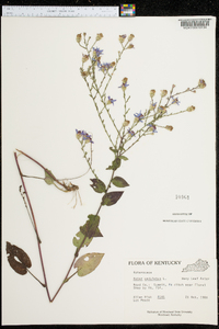 Symphyotrichum undulatum image