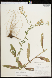 Symphyotrichum undulatum image