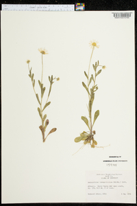 Astranthium integrifolium image