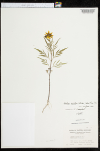 Bidens aristosa image